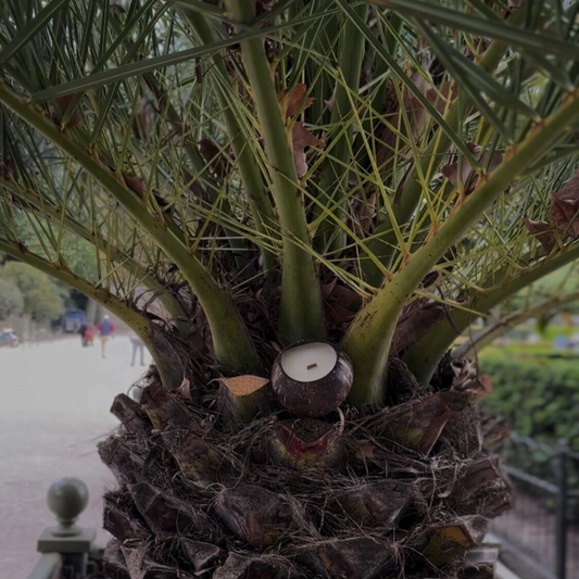 Coconut Shell Soy Candle – Natural Handmade Decor